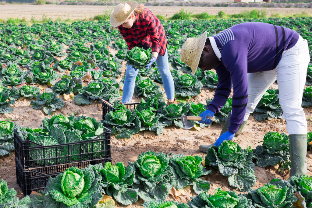 seasonal-worker